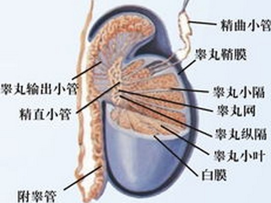 附睾炎该如何护理