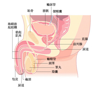 怎样防止龟头炎反复发作