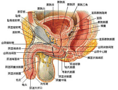 诱发精囊炎的原因有哪些